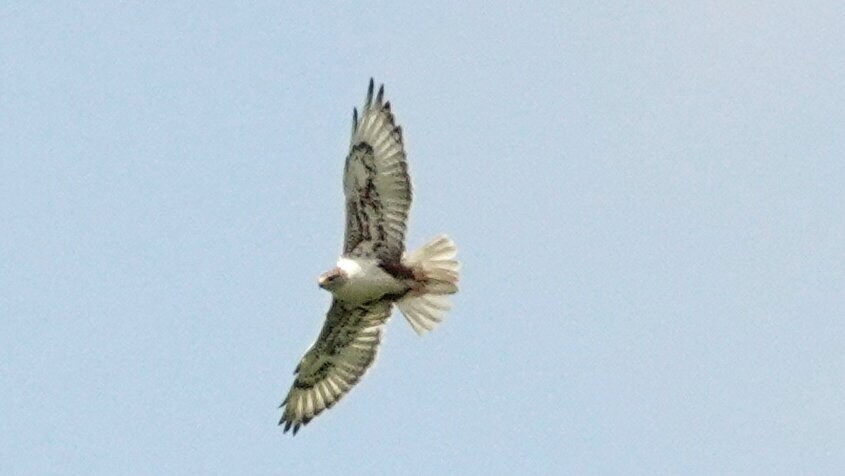 Ferruginous Hawk - ML638923577