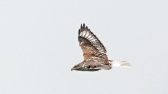Ferruginous Hawk - ML638923578