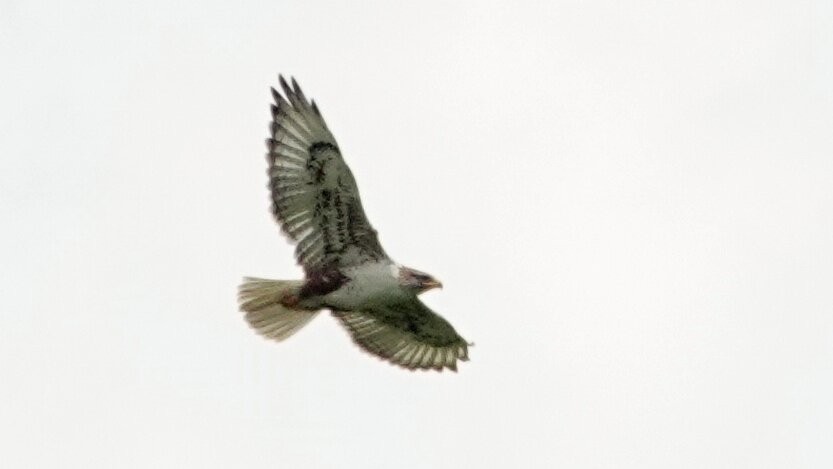 Ferruginous Hawk - ML638923579