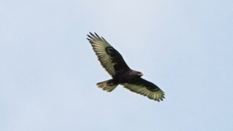 Ferruginous Hawk - ML638923580