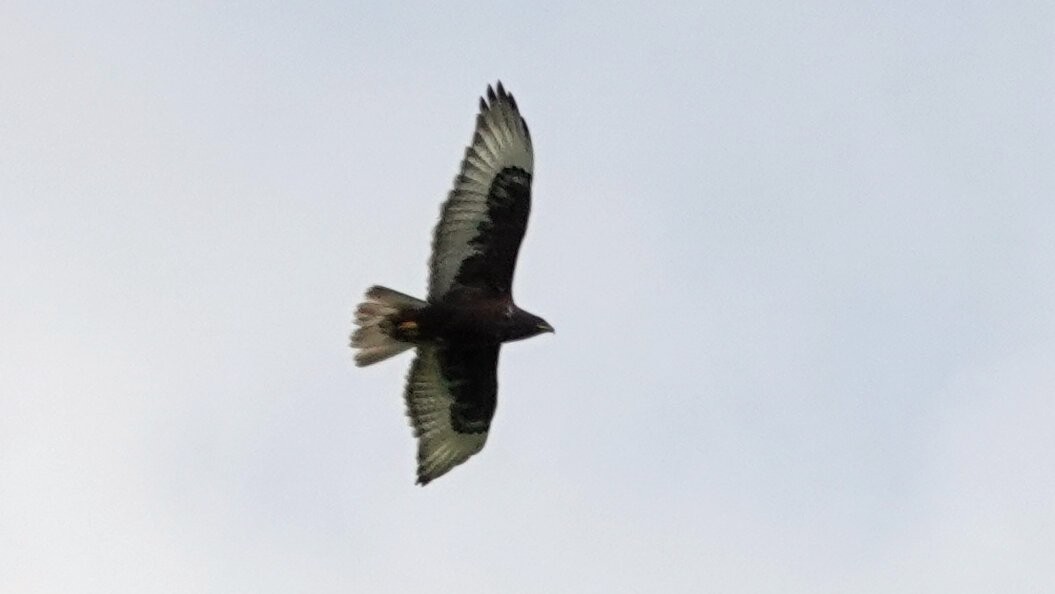 Ferruginous Hawk - ML638923581