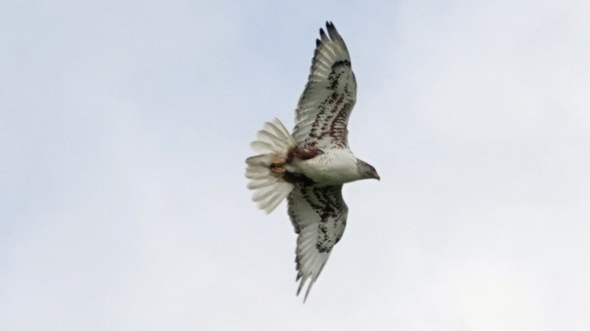 Ferruginous Hawk - ML638923582