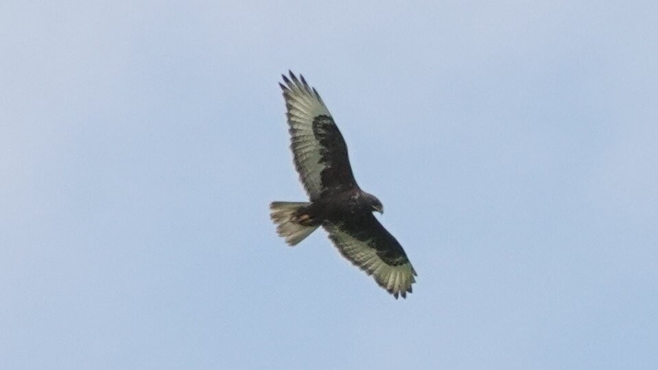 Ferruginous Hawk - ML638923584