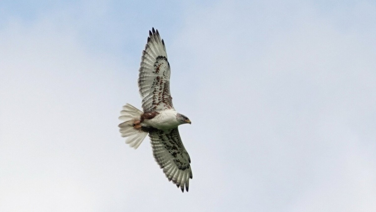 Ferruginous Hawk - ML638923585