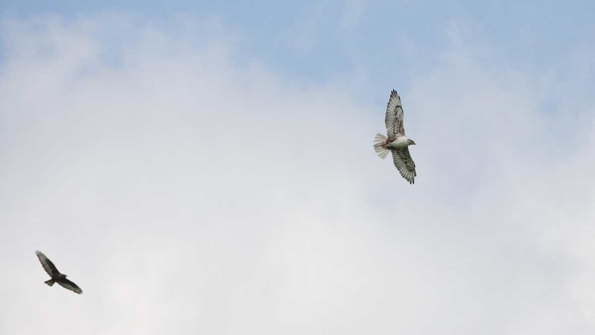 Ferruginous Hawk - ML638923587