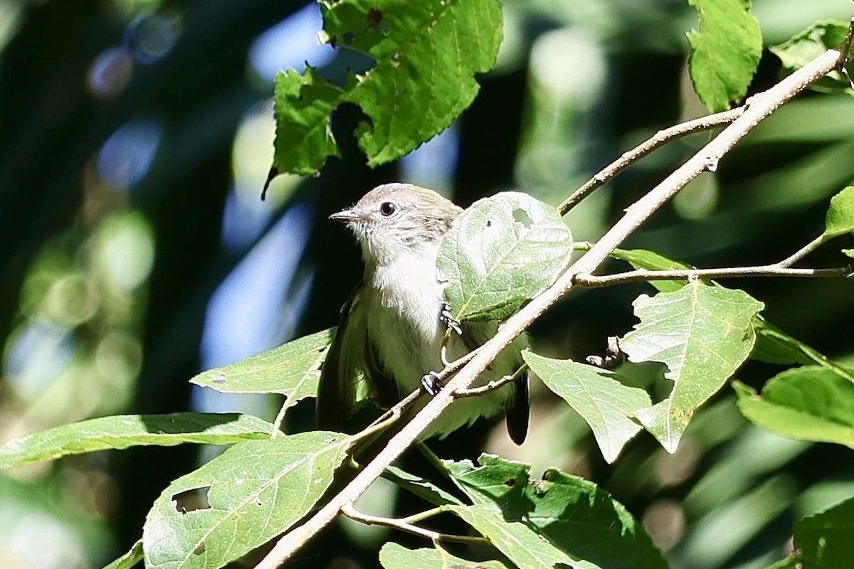 Gray-headed Elaenia - ML638923676