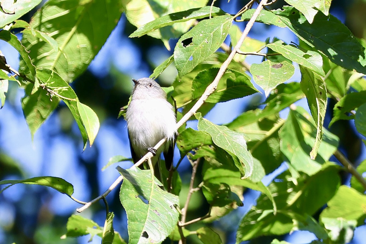 Gray-headed Elaenia - ML638923677