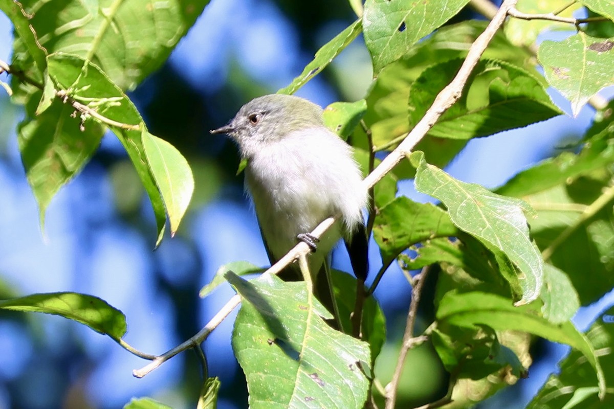Gray-headed Elaenia - ML638923678