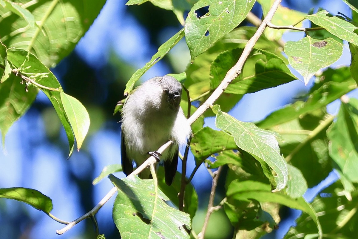 Gray-headed Elaenia - ML638923679