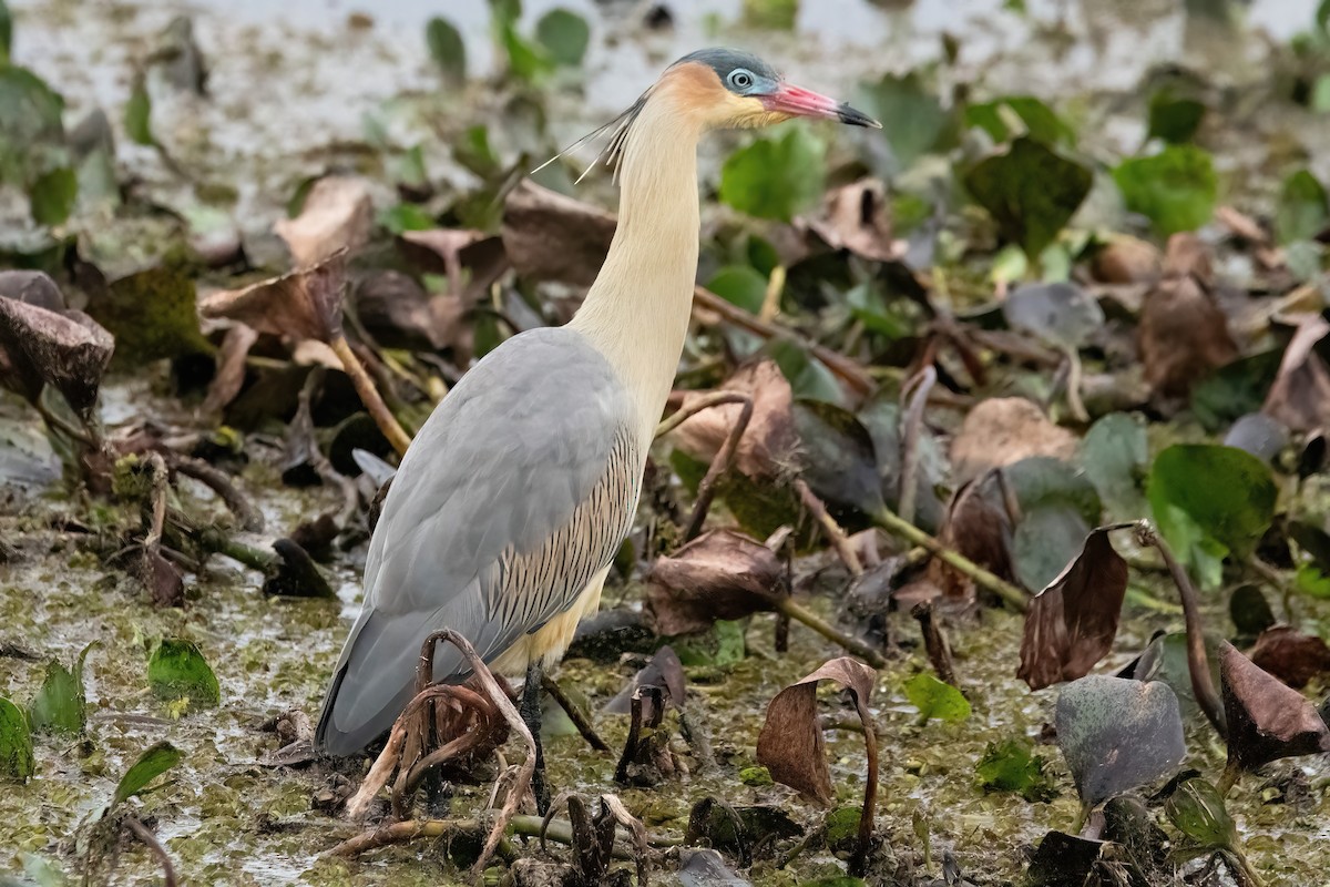 Whistling Heron - ML638923707