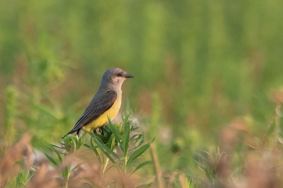 Western Kingbird - Andrea Heine