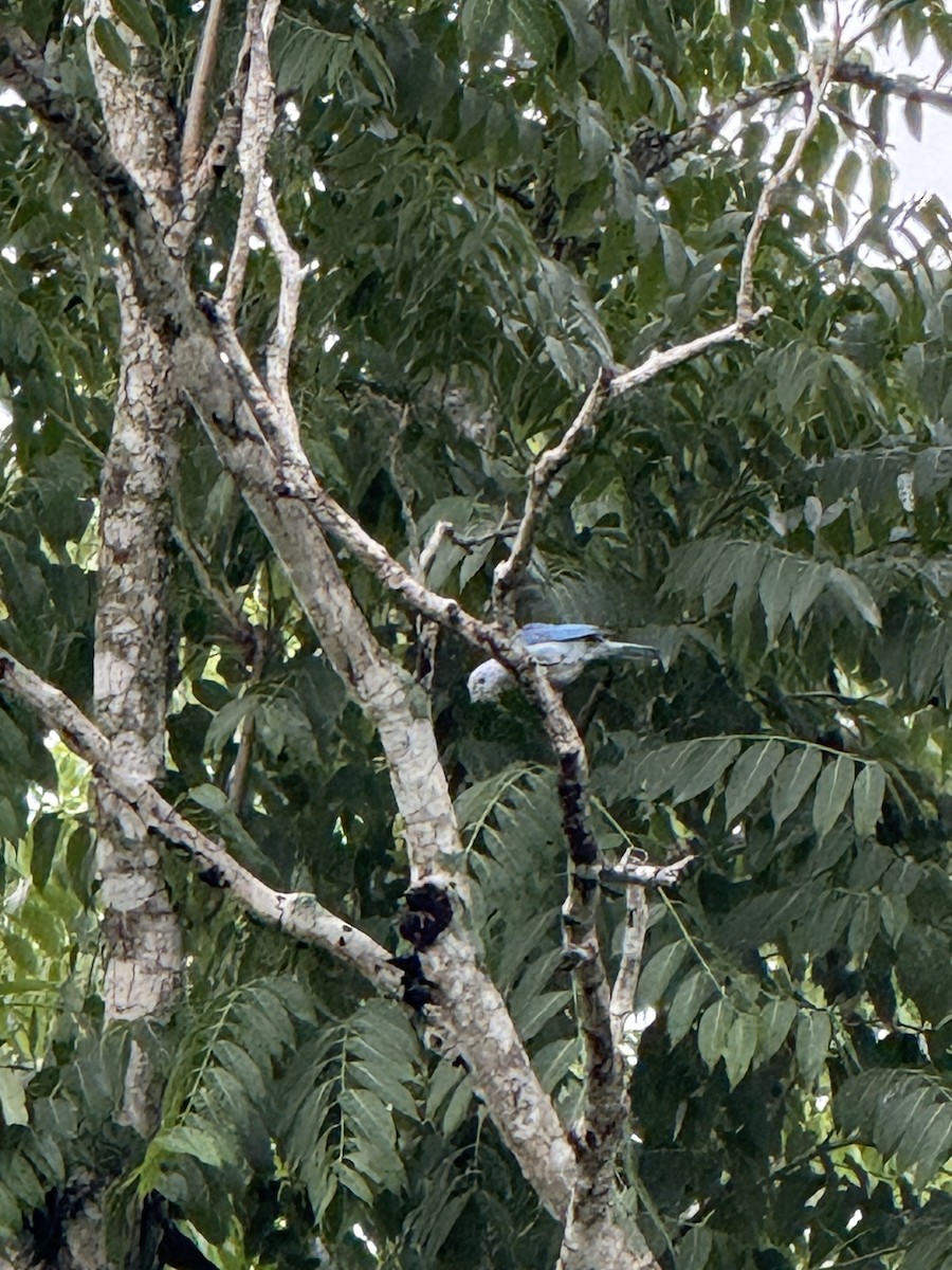 Blue-gray Tanager - ML638923785