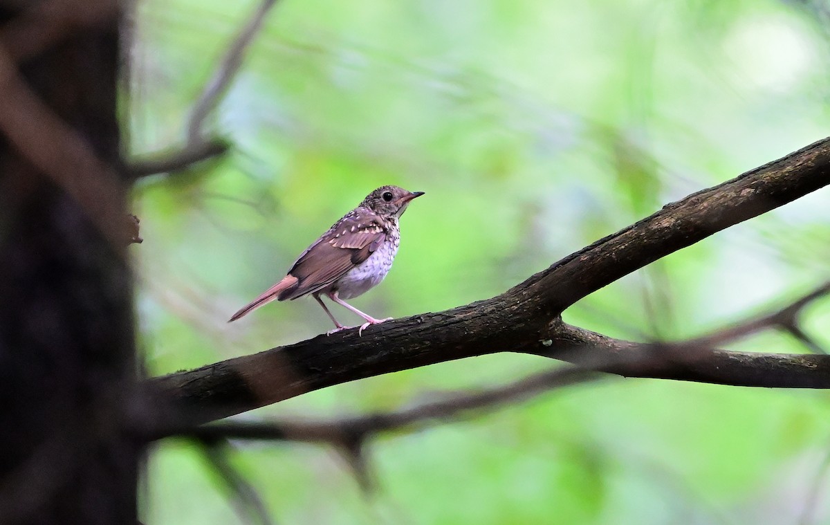 Hermit Thrush - ML638923786
