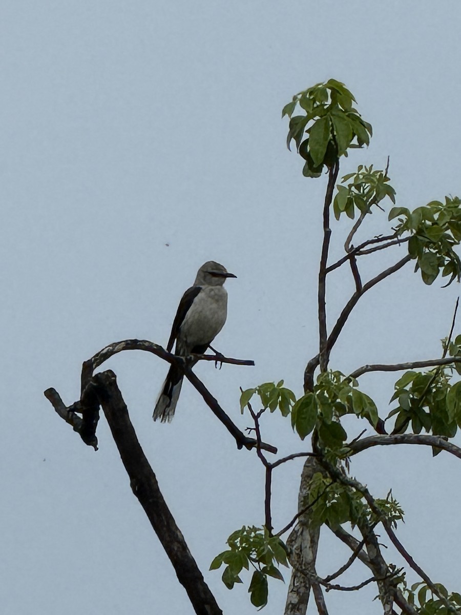 Tropical Mockingbird - ML638923792