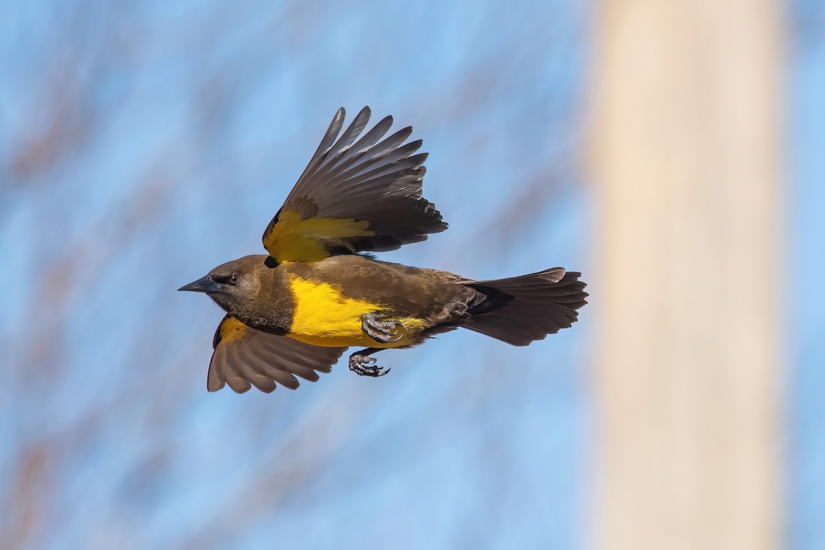 Brown-and-yellow Marshbird - ML638923800