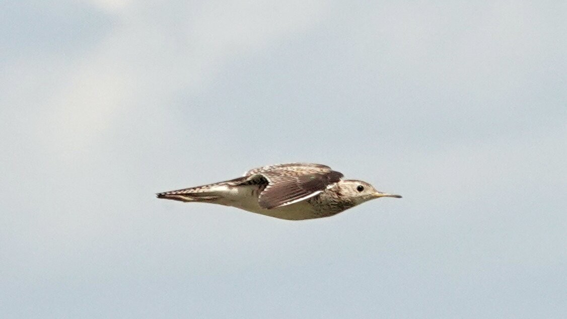 Upland Sandpiper - ML638923810