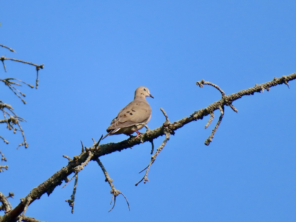 Mourning Dove - ML638923813
