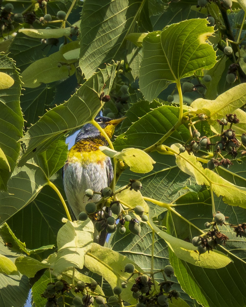 lesňáček lišejníkový - ML638923821