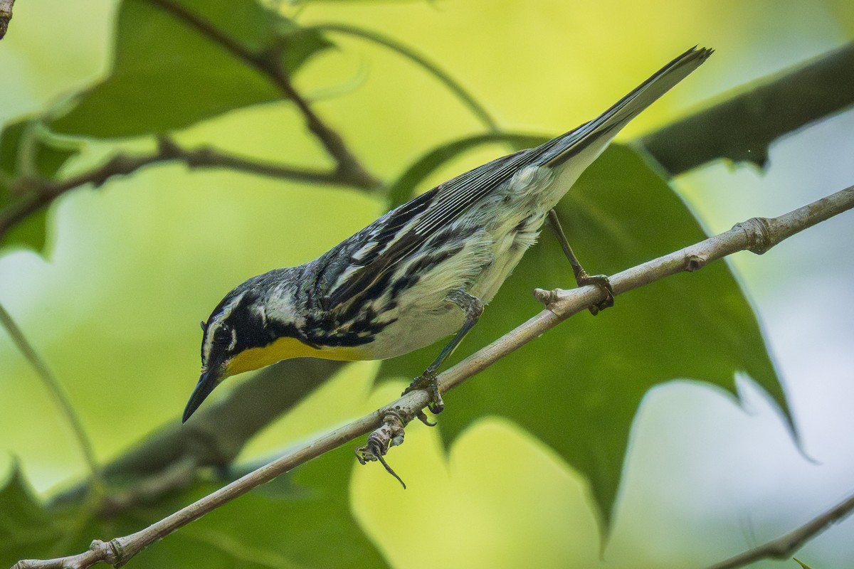 lesňáček zlatohrdlý - ML638923826