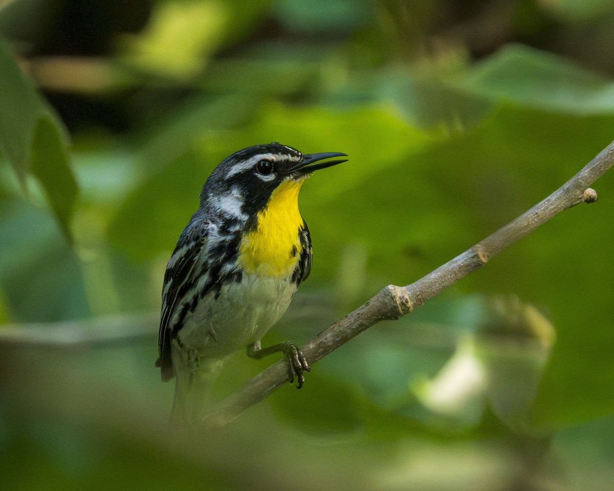 lesňáček zlatohrdlý - ML638923827