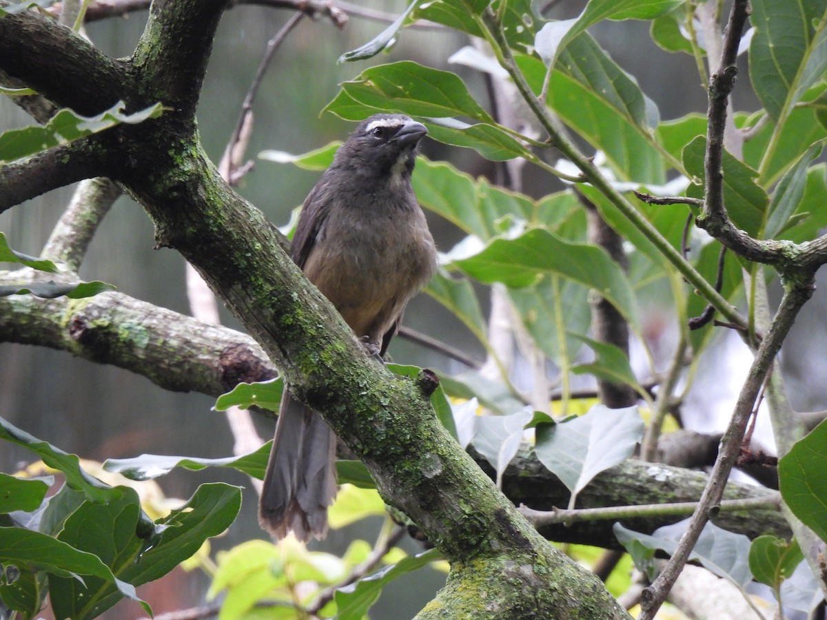 Cinnamon-bellied Saltator - ML638923854