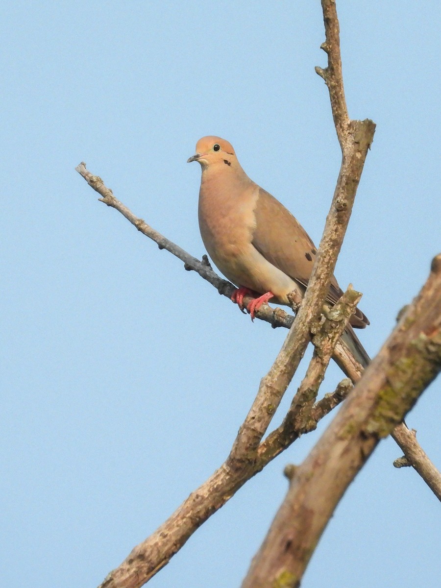 Mourning Dove - ML638923921
