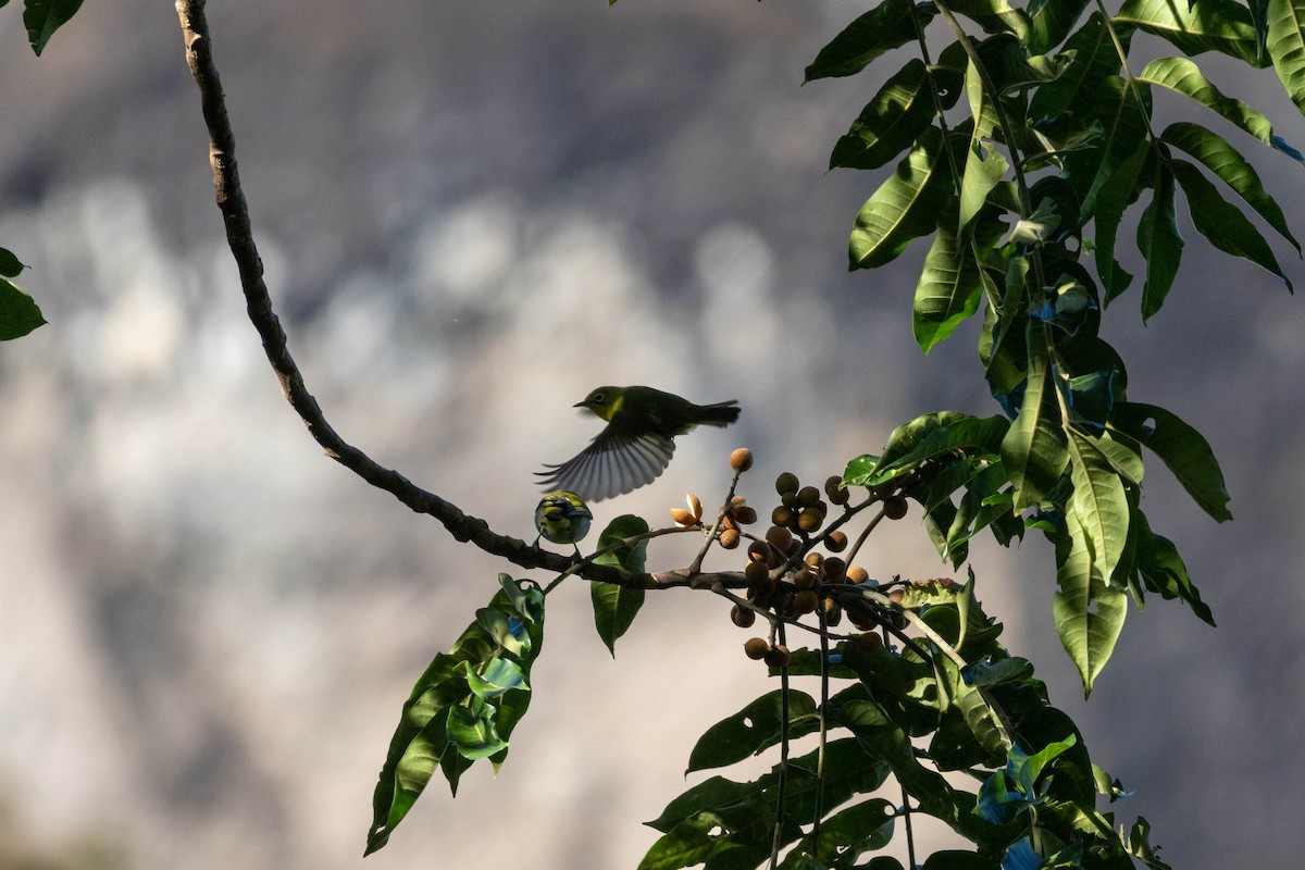 Fiji White-eye - ML638923926