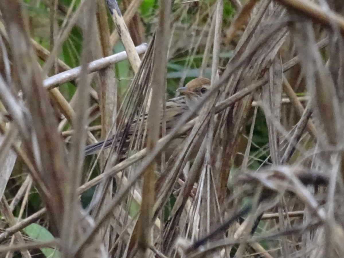 Tawny Grassbird - ML638923942
