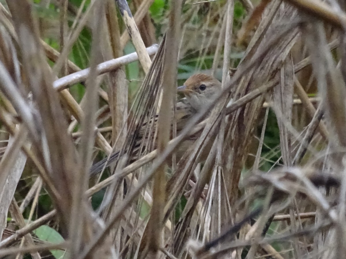 Tawny Grassbird - ML638923950