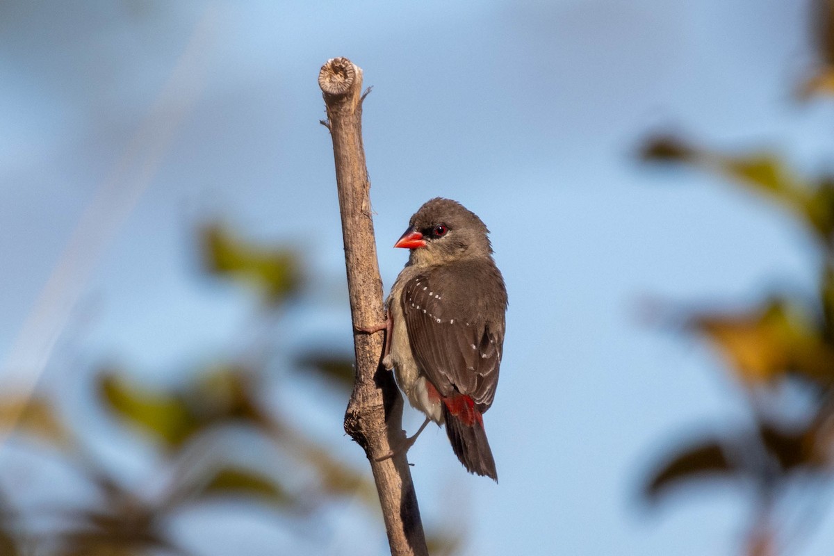 Bengali rouge - ML638923977