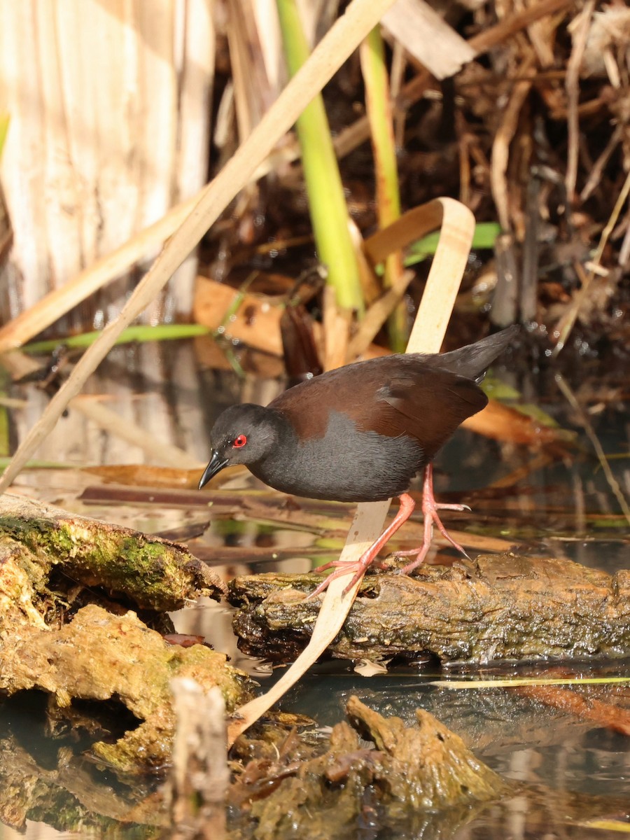 Spotless Crake - ML638924007