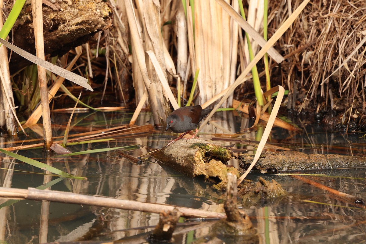 Spotless Crake - ML638924008