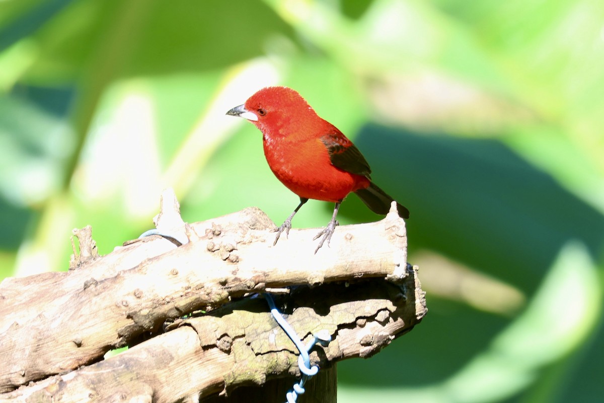 Brazilian Tanager - ML638924009