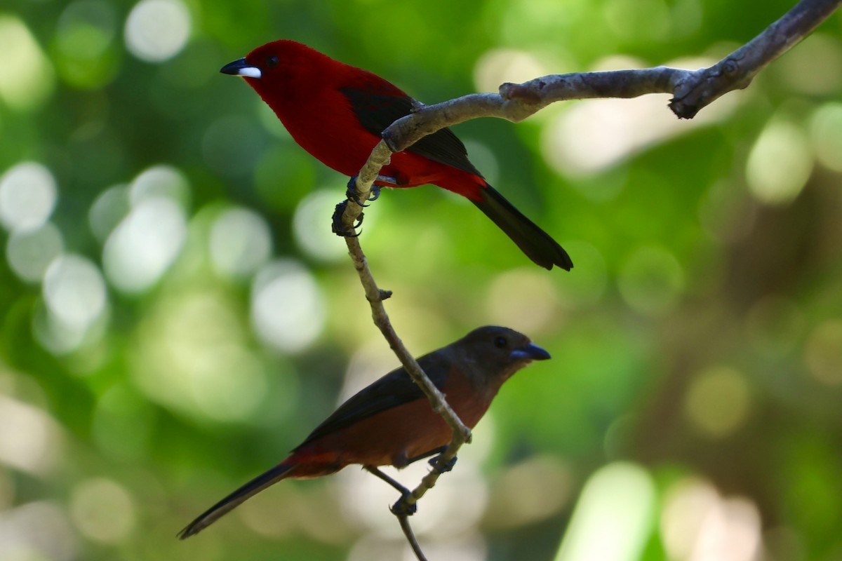 Brazilian Tanager - ML638924010