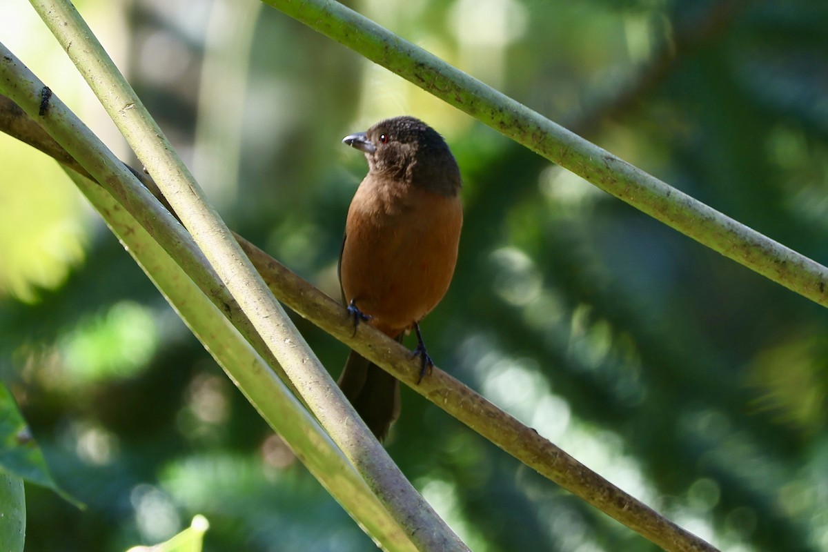 Brazilian Tanager - ML638924011