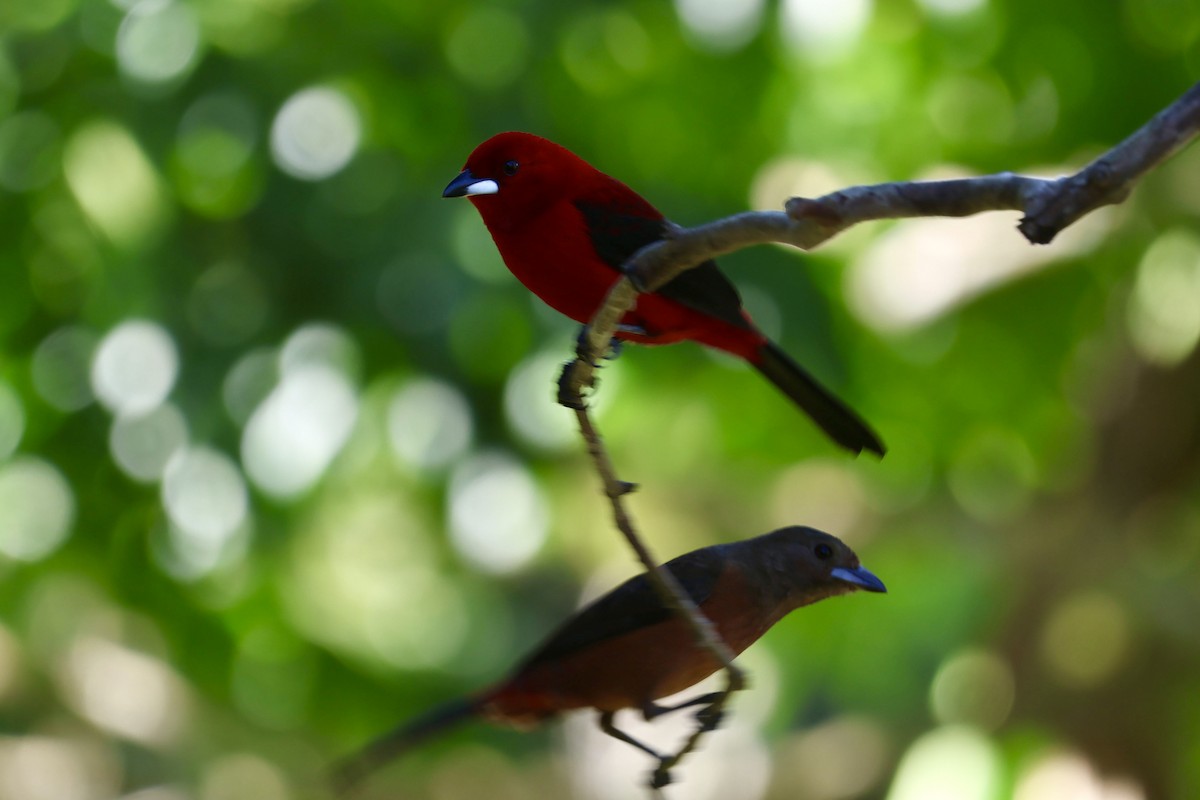 Brazilian Tanager - ML638924013