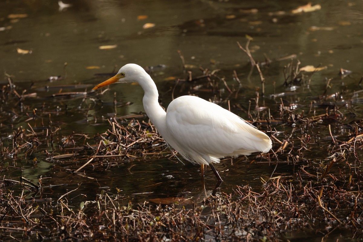 Plumed Egret - ML638924027
