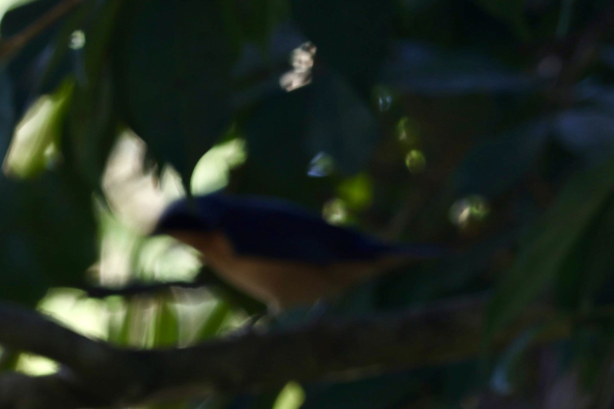 Fawn-breasted Tanager - ML638924032