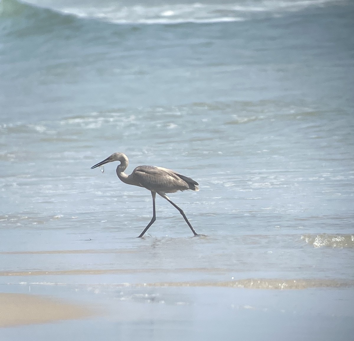 Reddish Egret - ML638924040