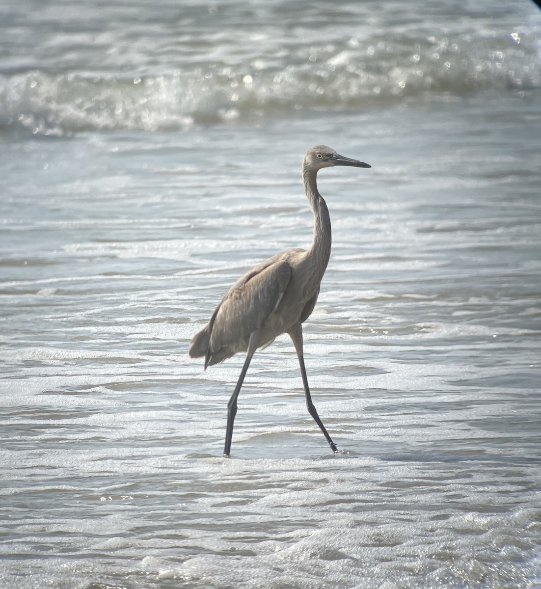 Reddish Egret - ML638924041
