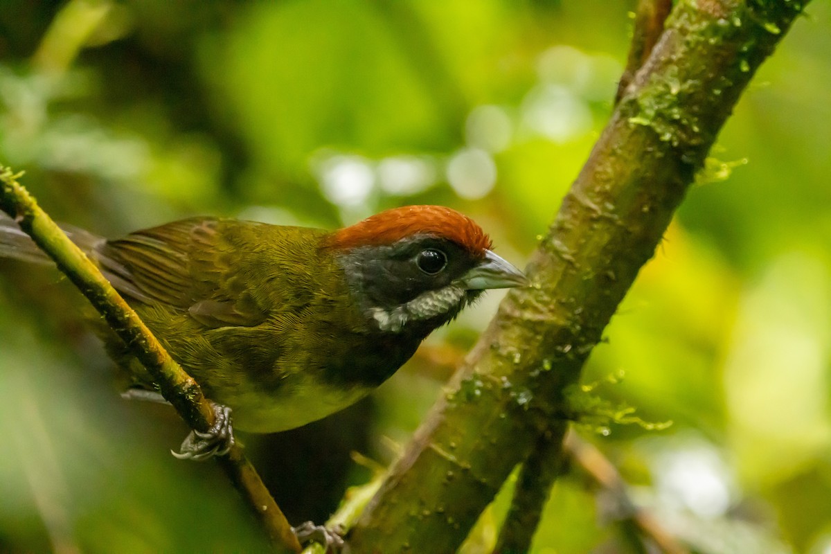 Sooty-faced Finch - ML638924047