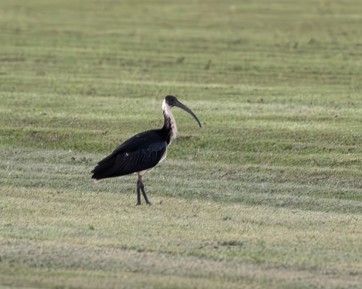 ibis slámokrký - ML638924088