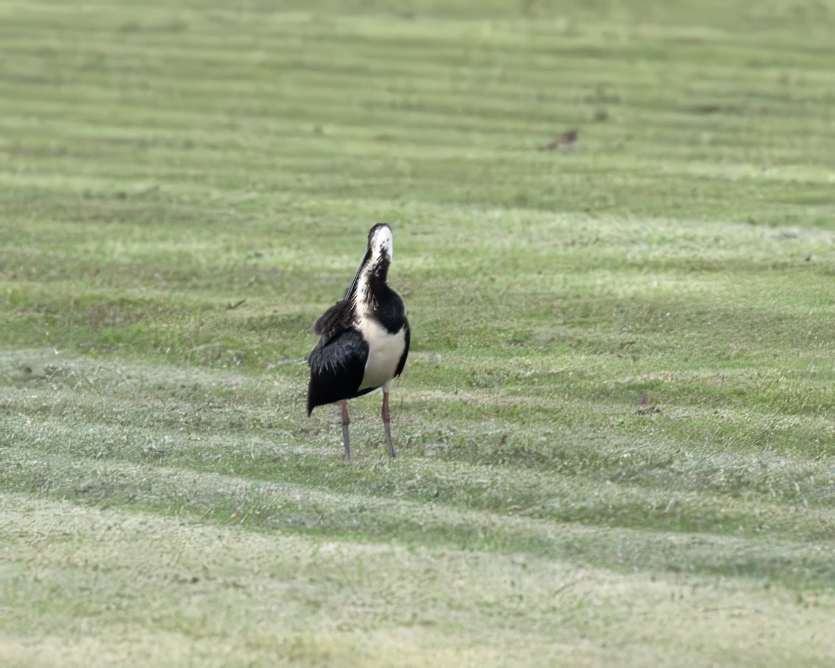 ibis slámokrký - ML638924095