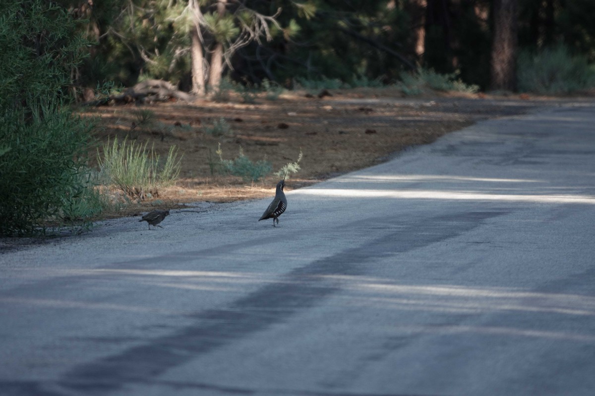 Mountain Quail - ML638924097