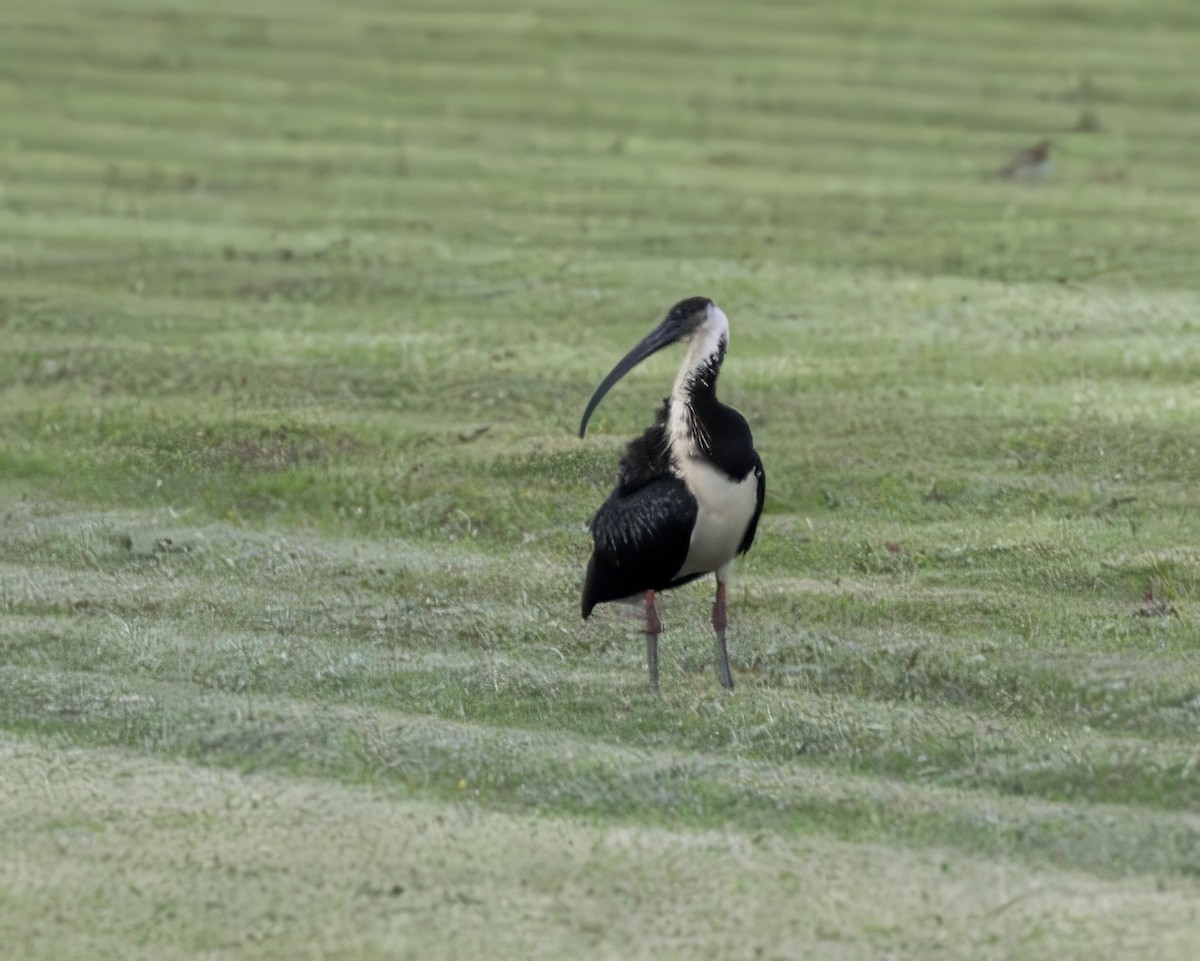 ibis slámokrký - ML638924099