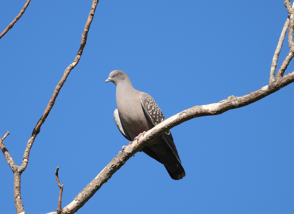 Spot-winged Pigeon - ML638924100