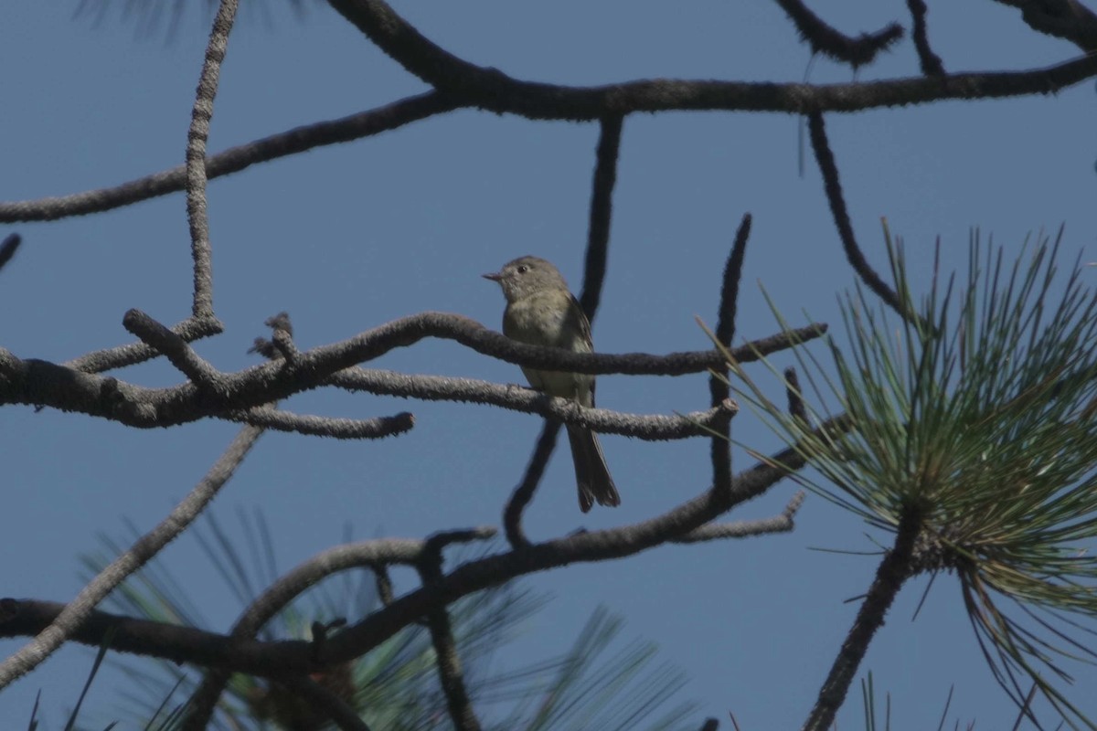 Dusky Flycatcher - ML638924122