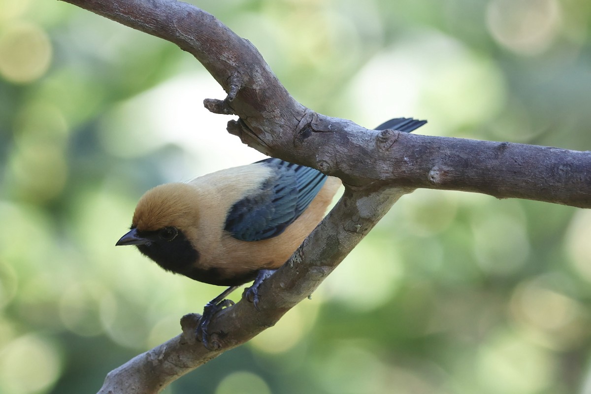 Burnished-buff Tanager - ML638924188