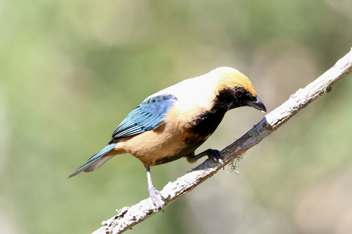 Burnished-buff Tanager - ML638924189