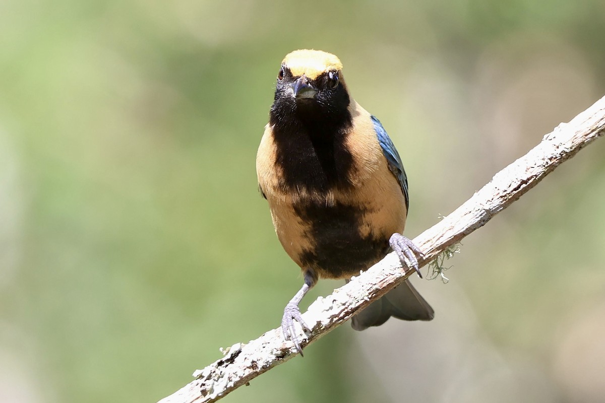 Burnished-buff Tanager - ML638924190